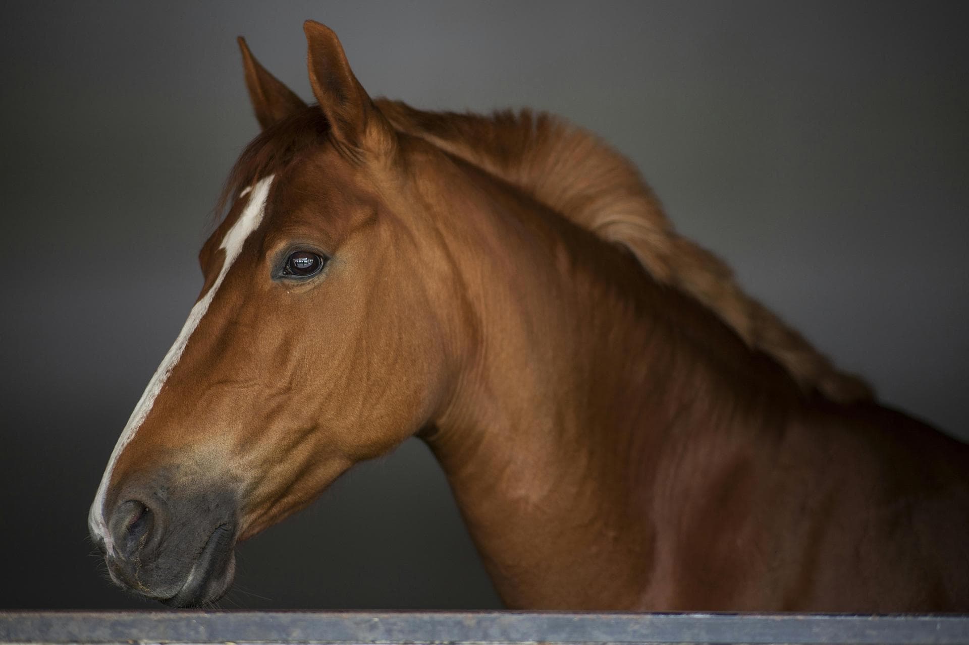 Farm & Large-Animal Vets near Stratford-on-Slaney