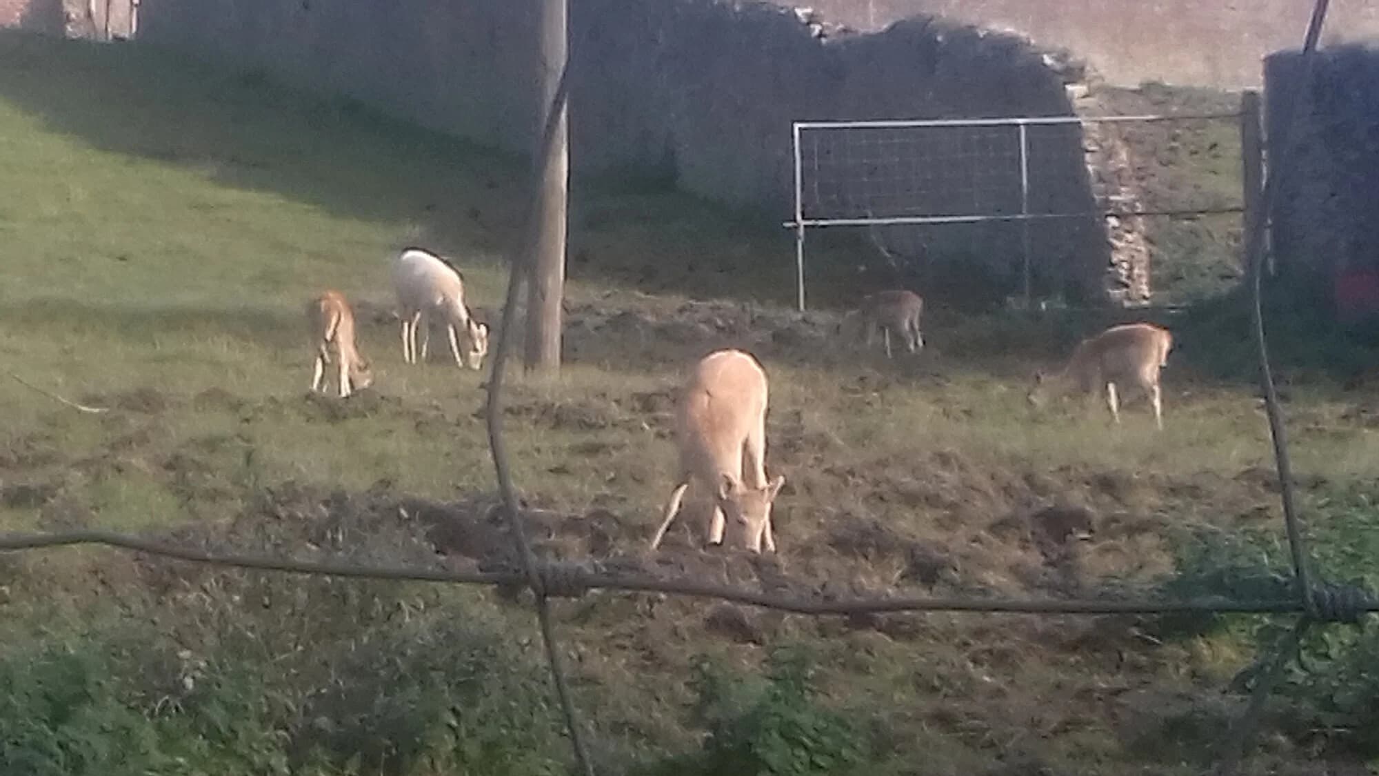 Vets in Castlecomer