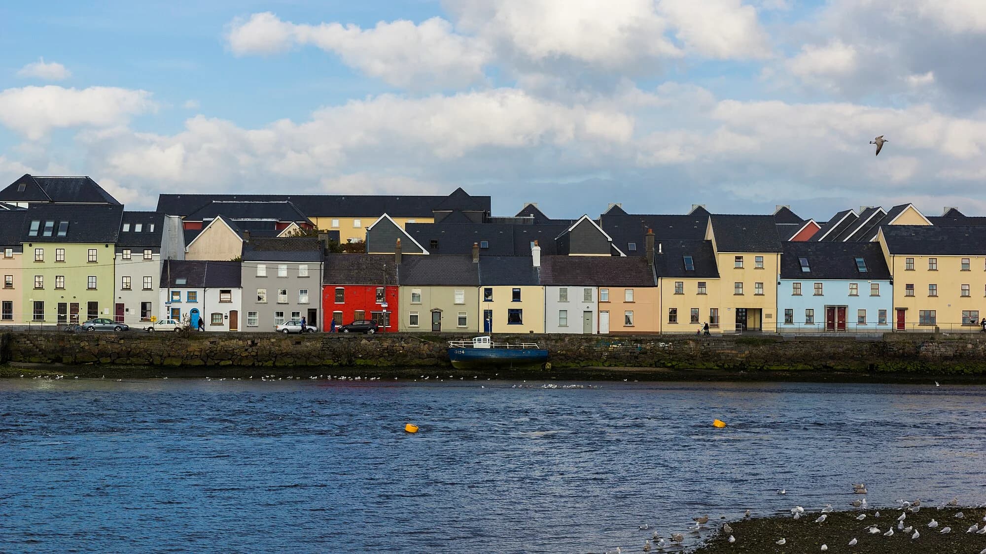 Vets in Galway